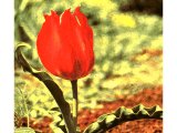 The wild tulip of Israel is deep red, and very similar to the cultivated tulips.